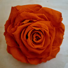 Load image into Gallery viewer, Preserved Rose Scent Kits. Marigold Orange
