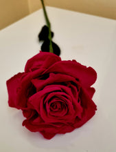 Load image into Gallery viewer, Single 60cm Long Stem Scented Forever Rose
